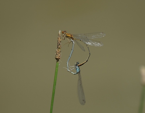Orange Bluet photo 5