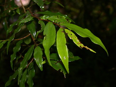 Camellia caudata