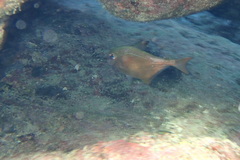 Pempheris rhomboidea