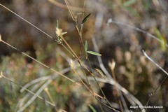 Bituminaria bituminosa