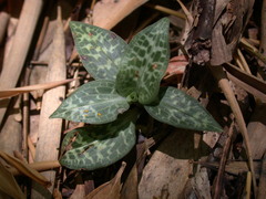 Goodyera schlechtendaliana