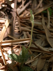 Goodyera schlechtendaliana