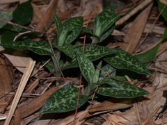 Goodyera schlechtendaliana