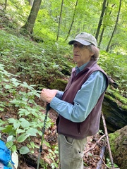 Polystichum × potteri