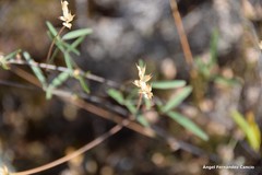 Bituminaria bituminosa