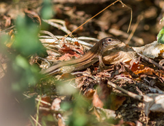 Aspidoscelis guttatus