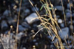 Helictochloa bromoides