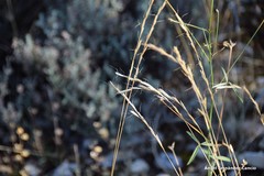 Helictochloa bromoides