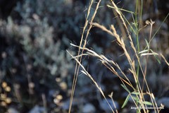 Helictochloa bromoides