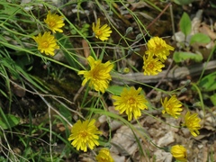 Hieracium porrifolium