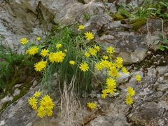 Hieracium porrifolium