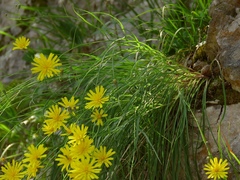 Hieracium porrifolium