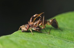 Strigoplus guizhouensis