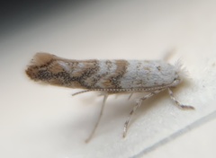 Cameraria hamadryadella