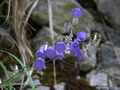 Campanula witasekiana
