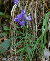 Campanula witasekiana