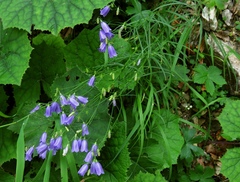 Campanula witasekiana
