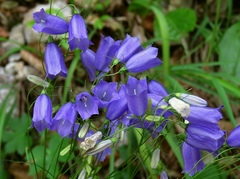 Campanula witasekiana