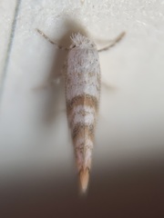 Cameraria hamadryadella