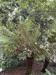 Luma apiculata