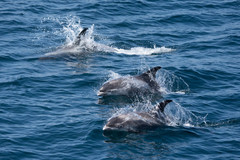 Lagenorhynchus albirostris