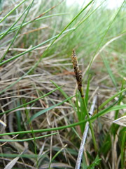 Carex ericetorum