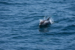 Lagenorhynchus albirostris