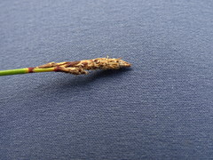 Carex ericetorum