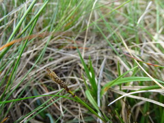 Carex ericetorum