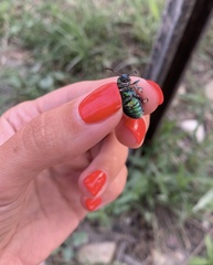 Chrysochares asiaticus