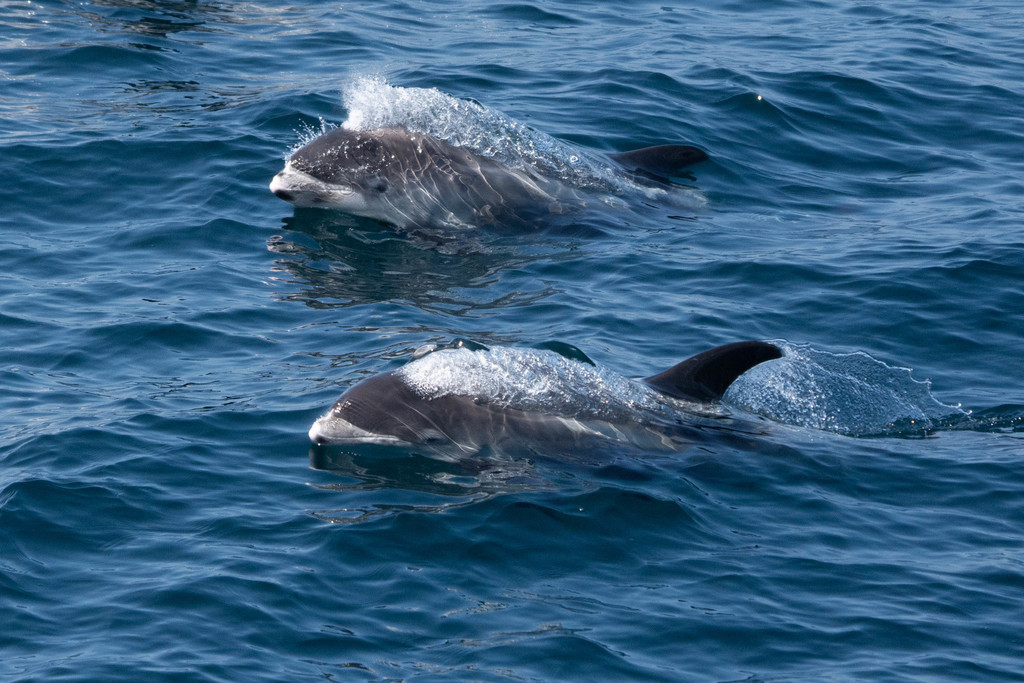 White-beaked Dolphin
