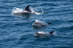 Lagenorhynchus albirostris
