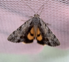 Catocala gracilis