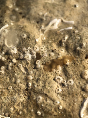 Leptoplana tremellaris