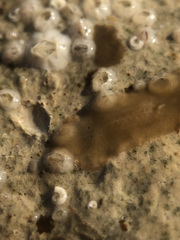 Leptoplana tremellaris