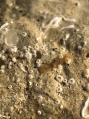 Leptoplana tremellaris