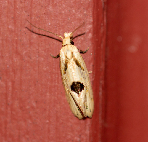 Aethes mymara photo 3