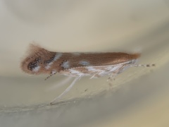 Cameraria quercivorella