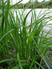 Carex atherodes