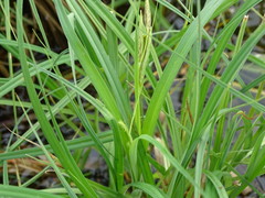 Carex atherodes