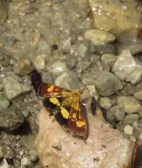 Pyrausta falcatalis