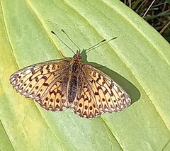 Boloria titania