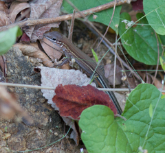Aspidoscelis guttatus