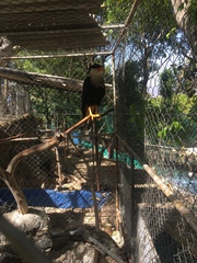 Caracara