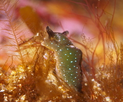 Elysia viridis