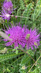 Cirsium acaule