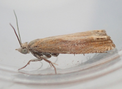 Eucosma obumbratana
