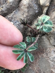Trifolium macrocephalum