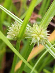 Cyperus brevifolioides