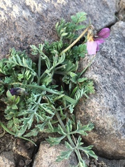 Viola beckwithii